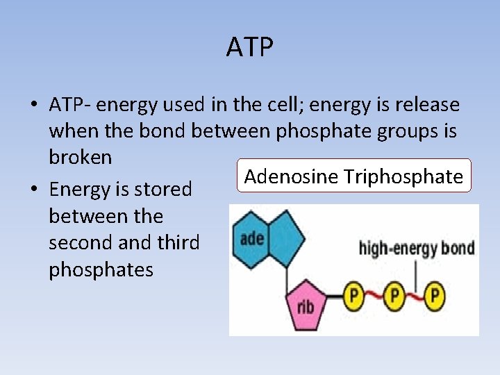 ATP • ATP- energy used in the cell; energy is release when the bond