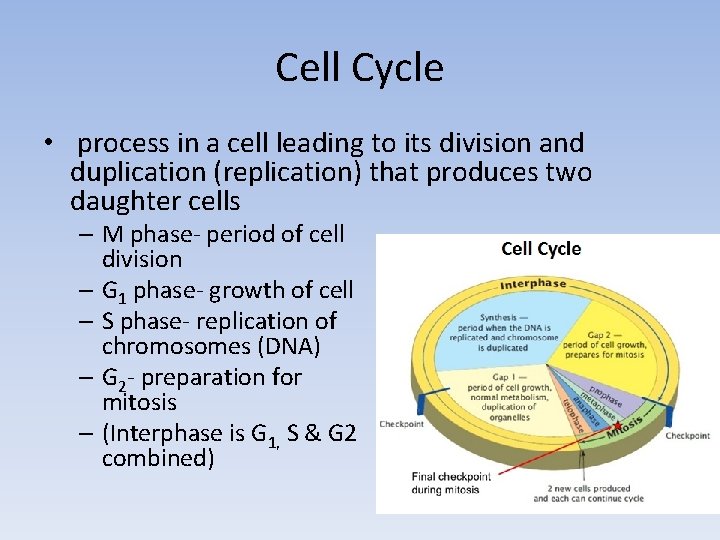 Cell Cycle • process in a cell leading to its division and duplication (replication)