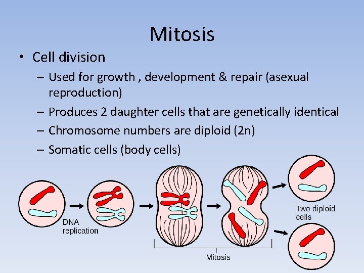  • Cell division Mitosis – Used for growth , development & repair (asexual