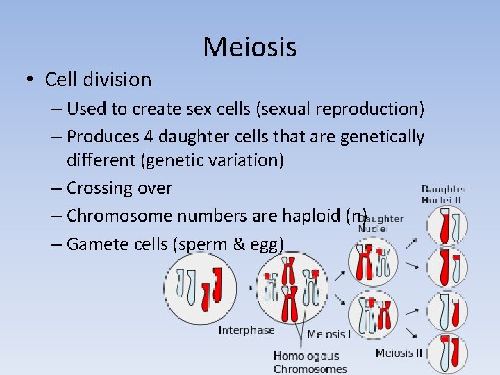  • Cell division Meiosis – Used to create sex cells (sexual reproduction) –