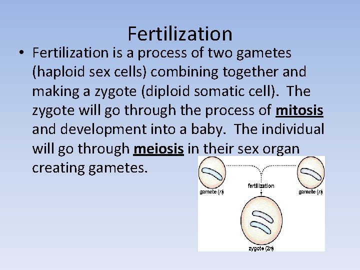 Fertilization • Fertilization is a process of two gametes (haploid sex cells) combining together