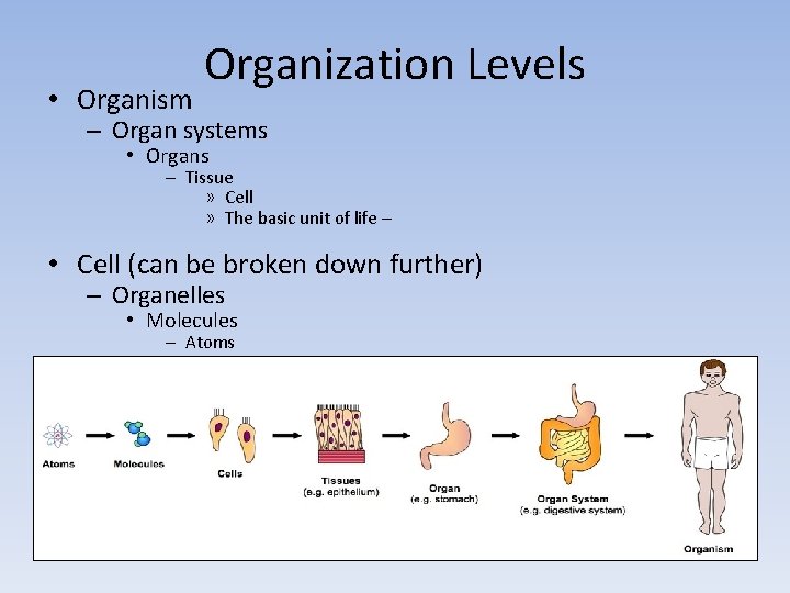 • Organism Organization Levels – Organ systems • Organs – Tissue » Cell • Organism Organization Levels – Organ systems • Organs – Tissue » Cell