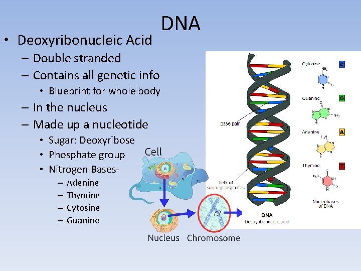  • Deoxyribonucleic Acid DNA – Double stranded – Contains all genetic info •