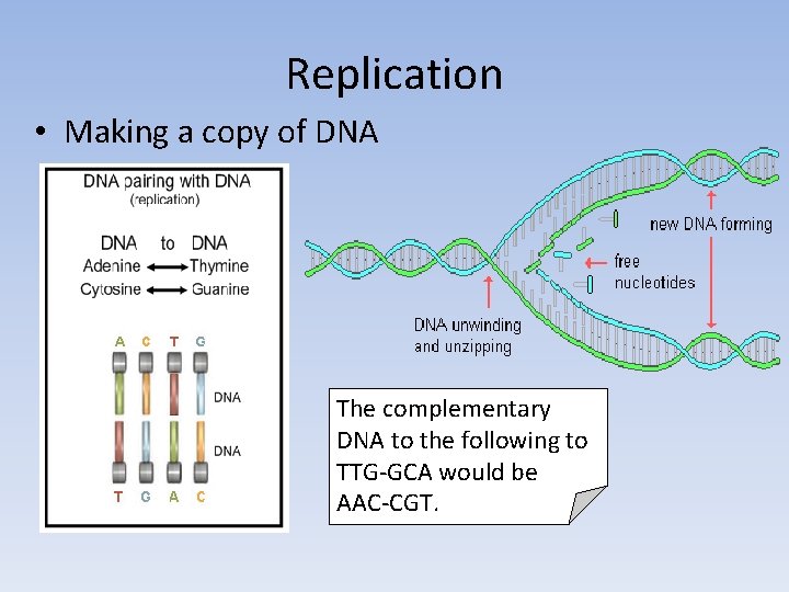 Replication • Making a copy of DNA The complementary DNA to the following to Replication • Making a copy of DNA The complementary DNA to the following to