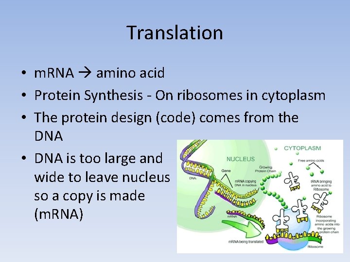 Translation • m. RNA amino acid • Protein Synthesis - On ribosomes in cytoplasm