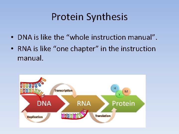 Protein Synthesis • DNA is like the “whole instruction manual”. • RNA is like