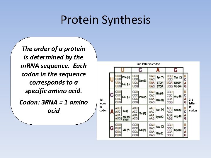 Protein Synthesis The order of a protein is determined by the m. RNA sequence. Protein Synthesis The order of a protein is determined by the m. RNA sequence.