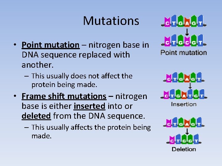 Mutations • Point mutation – nitrogen base in DNA sequence replaced with another. –