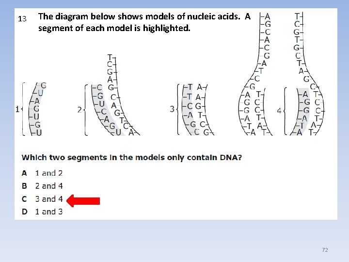 13 The diagram below shows models of nucleic acids. A segment of each model