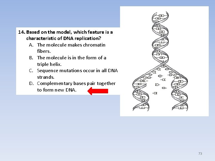 14. Based on the model, which feature is a characteristic of DNA replication? A.