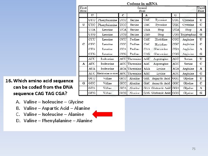 16. Which amino acid sequence can be coded from the DNA sequence CAG TAG