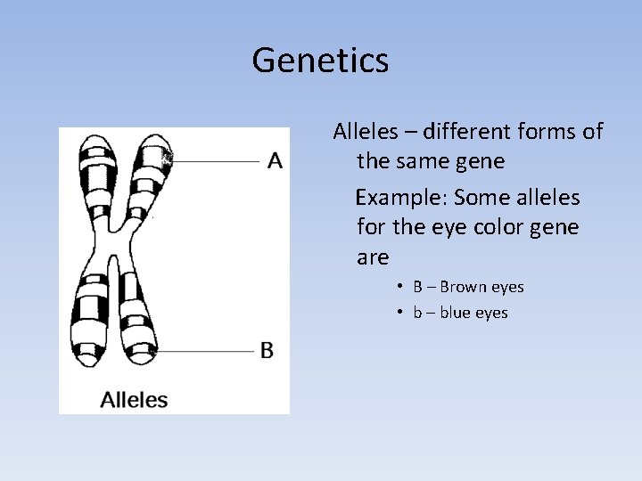 Genetics Alleles – different forms of the same gene Example: Some alleles for the