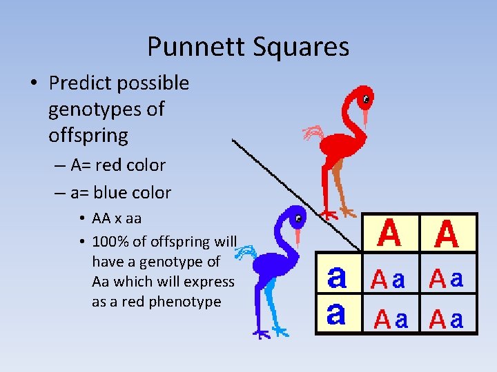Punnett Squares • Predict possible genotypes of offspring – A= red color – a= Punnett Squares • Predict possible genotypes of offspring – A= red color – a=