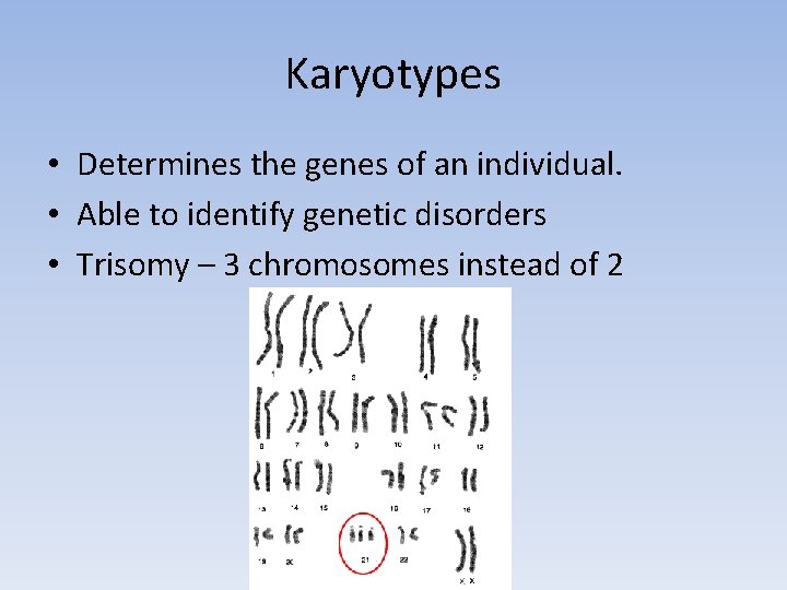 Karyotypes • Determines the genes of an individual. • Able to identify genetic disorders