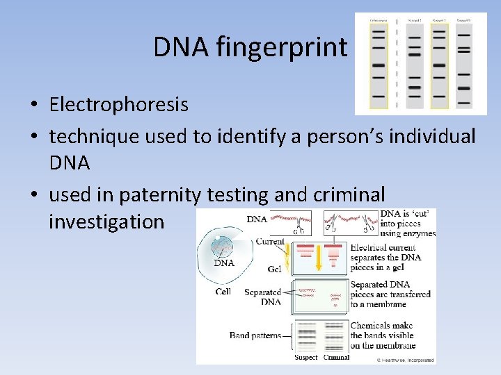 DNA fingerprint • Electrophoresis • technique used to identify a person’s individual DNA •