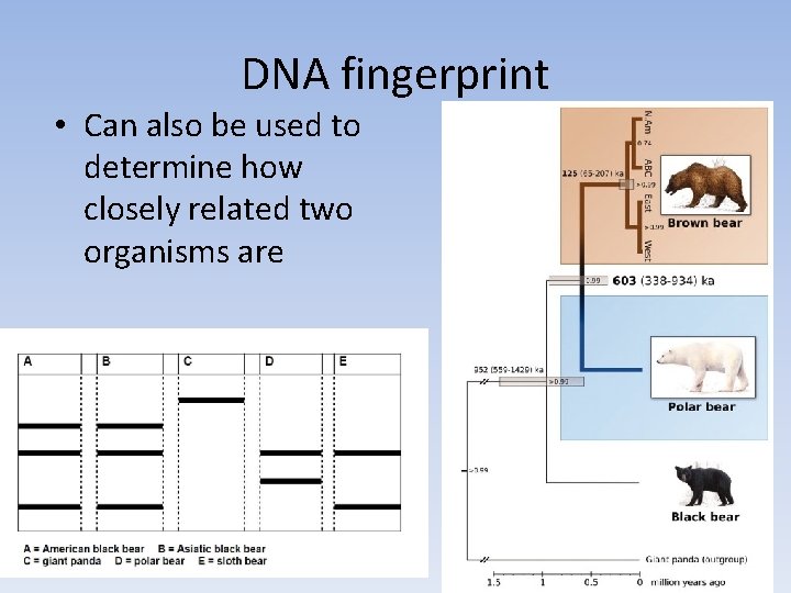 DNA fingerprint • Can also be used to determine how closely related two organisms