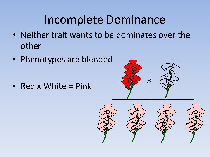 Incomplete Dominance • Neither trait wants to be dominates over the other • Phenotypes