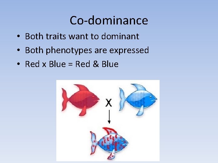 Co-dominance • Both traits want to dominant • Both phenotypes are expressed • Red