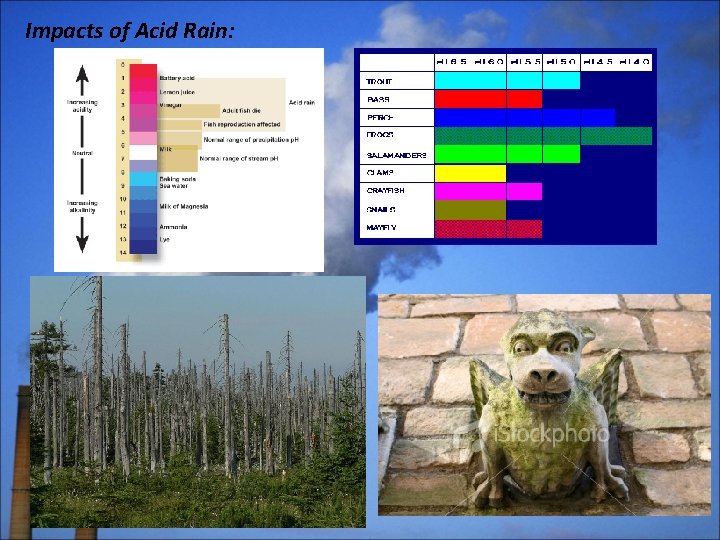 Impacts of Acid Rain: 
