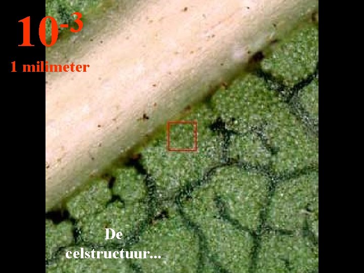 -3 10 1 milimeter De celstructuur. . . 