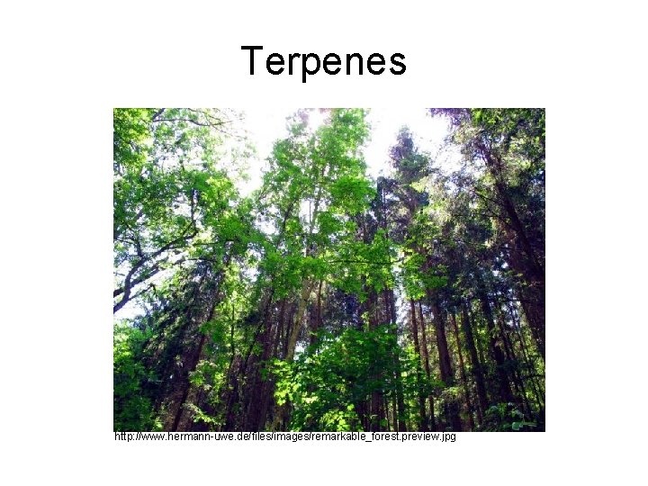 Terpenes http: //www. hermann-uwe. de/files/images/remarkable_forest. preview. jpg 