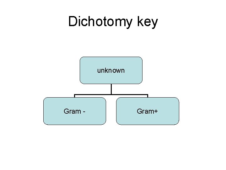 Dichotomy key unknown Gram - Gram+ 