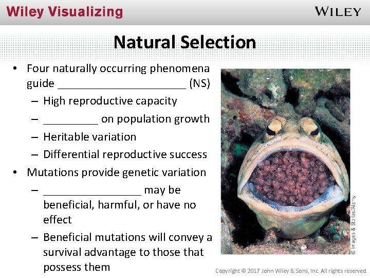 Natural Selection • Four naturally occurring phenomena guide ___________ (NS) – High reproductive capacity