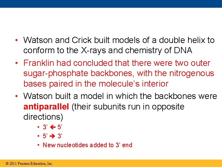  • Watson and Crick built models of a double helix to conform to