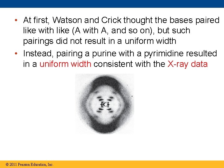  • At first, Watson and Crick thought the bases paired like with like