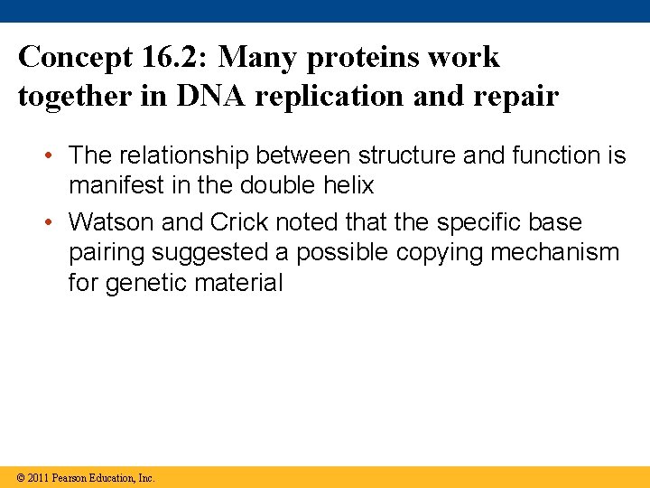 Concept 16. 2: Many proteins work together in DNA replication and repair • The