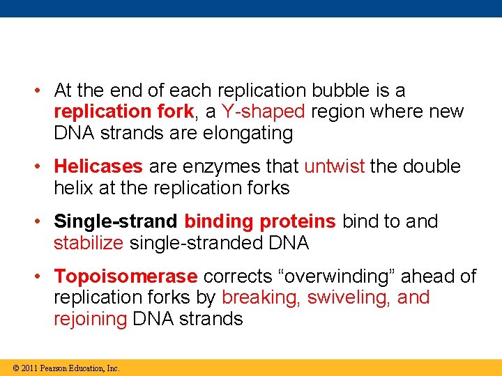  • At the end of each replication bubble is a replication fork, a