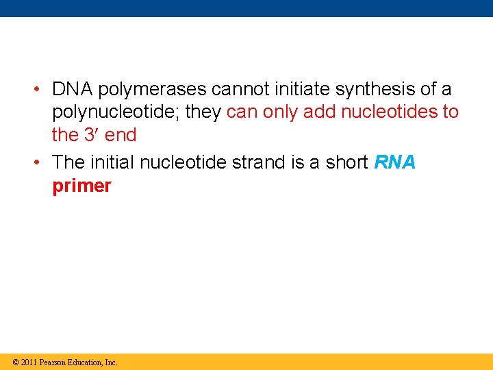  • DNA polymerases cannot initiate synthesis of a polynucleotide; they can only add