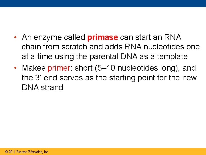  • An enzyme called primase can start an RNA chain from scratch and