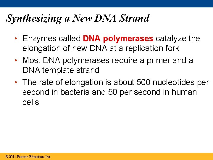 Synthesizing a New DNA Strand • Enzymes called DNA polymerases catalyze the elongation of