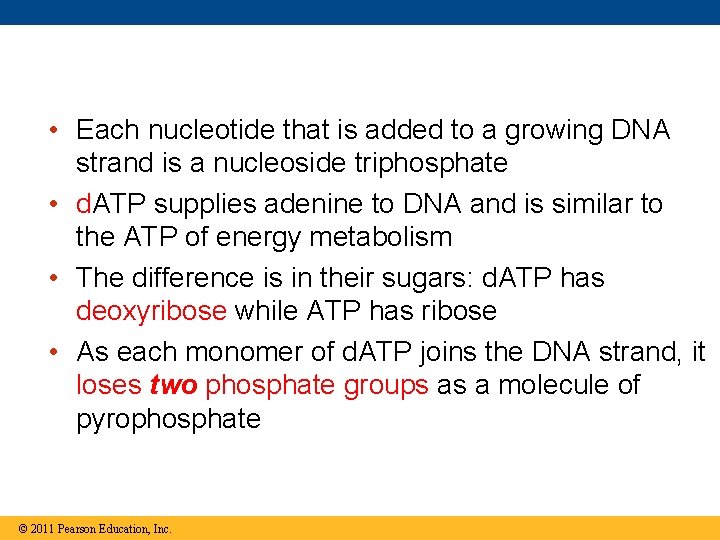  • Each nucleotide that is added to a growing DNA strand is a