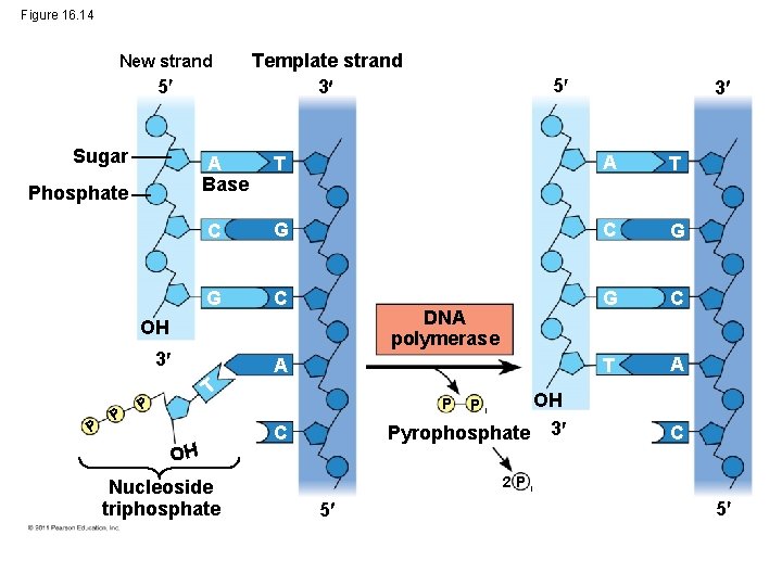 Figure 16. 14 New strand 5 Sugar Phosphate Template strand 3 T A T