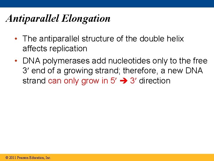 Antiparallel Elongation • The antiparallel structure of the double helix affects replication • DNA