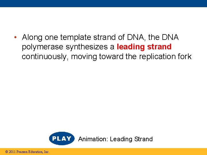  • Along one template strand of DNA, the DNA polymerase synthesizes a leading