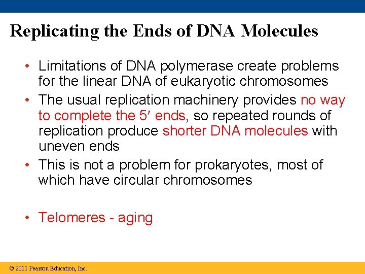 Replicating the Ends of DNA Molecules • Limitations of DNA polymerase create problems for