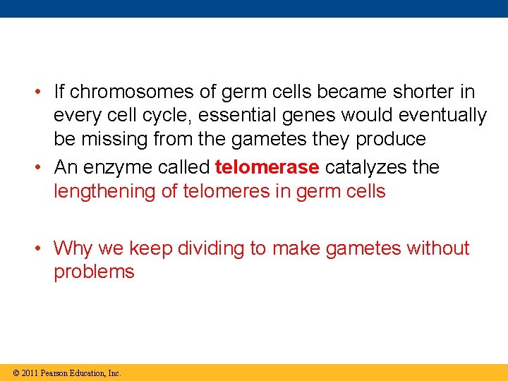  • If chromosomes of germ cells became shorter in every cell cycle, essential