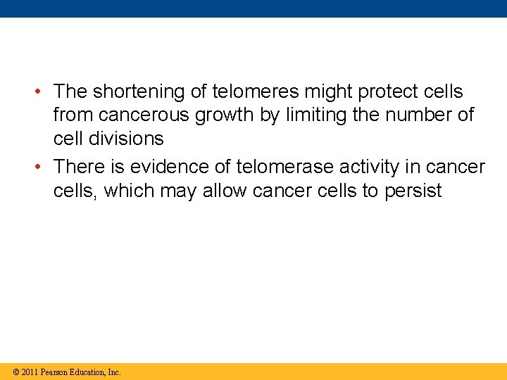  • The shortening of telomeres might protect cells from cancerous growth by limiting