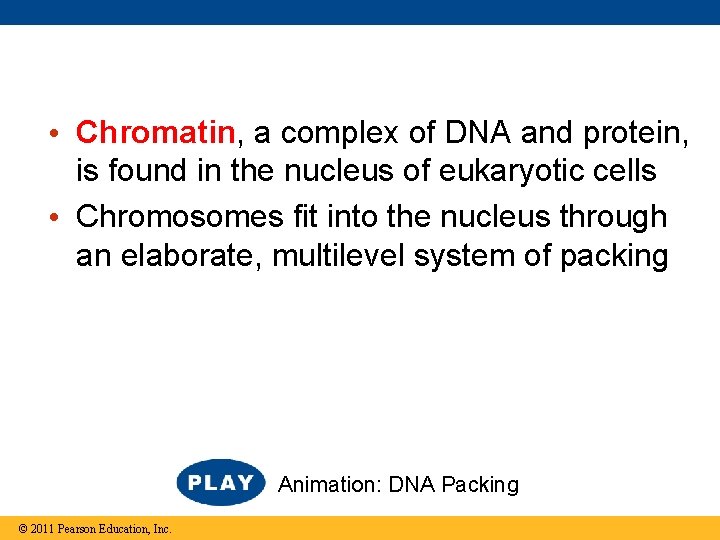  • Chromatin, a complex of DNA and protein, is found in the nucleus