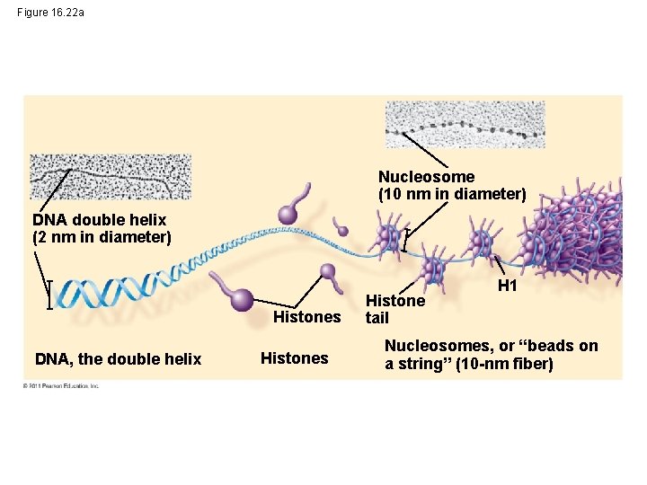 Figure 16. 22 a Nucleosome (10 nm in diameter) DNA double helix (2 nm