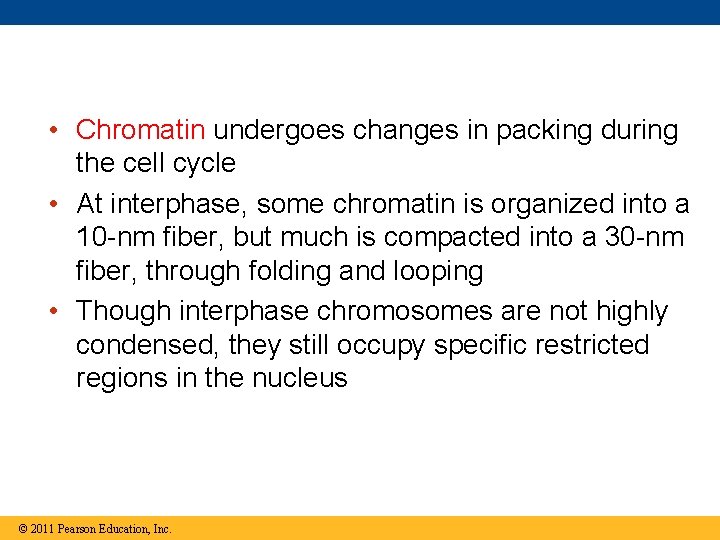  • Chromatin undergoes changes in packing during the cell cycle • At interphase,