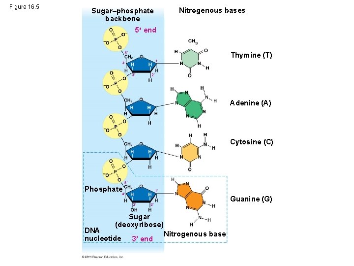 Figure 16. 5 Sugar–phosphate backbone Nitrogenous bases 5 end Thymine (T) Adenine (A) Cytosine