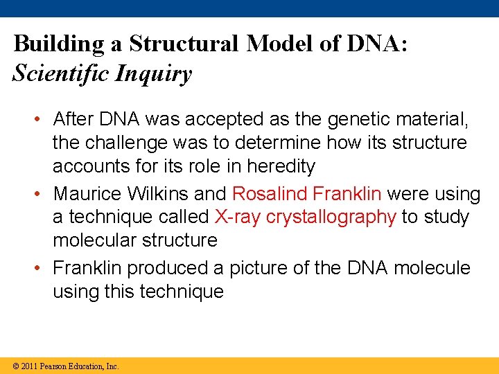 Building a Structural Model of DNA: Scientific Inquiry • After DNA was accepted as