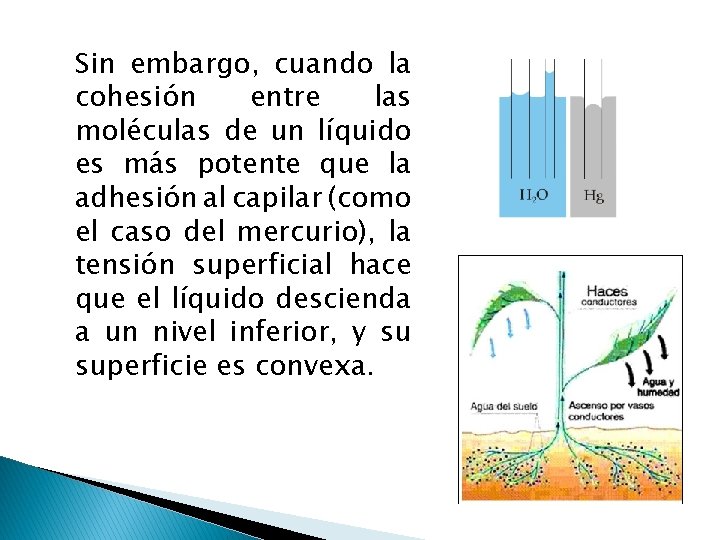 Sin embargo, cuando la cohesión entre las moléculas de un líquido es más potente