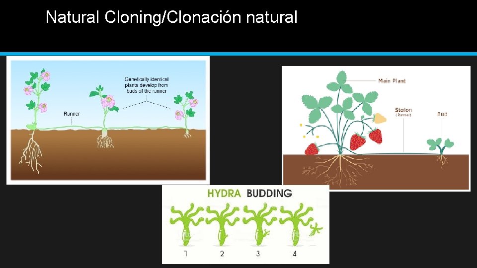 Natural Cloning/Clonación natural 