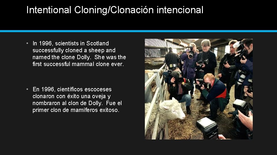 Intentional Cloning/Clonación intencional • In 1996, scientists in Scotland successfully cloned a sheep and