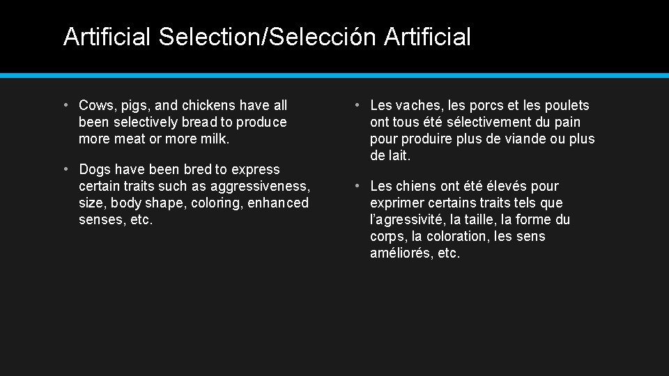 Artificial Selection/Selección Artificial • Cows, pigs, and chickens have all been selectively bread to